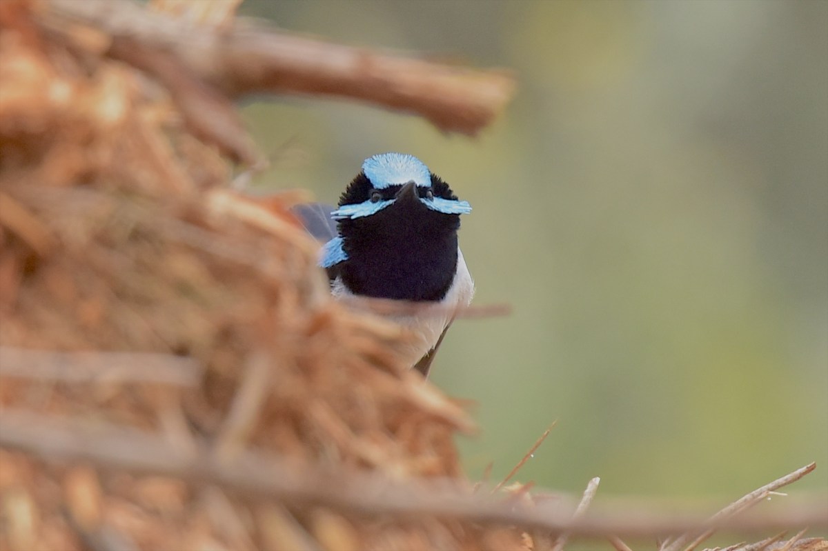 Game of hide and seek 