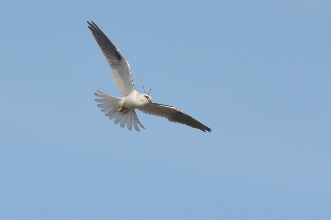 Well fed, its time to get on with the important house renovations 