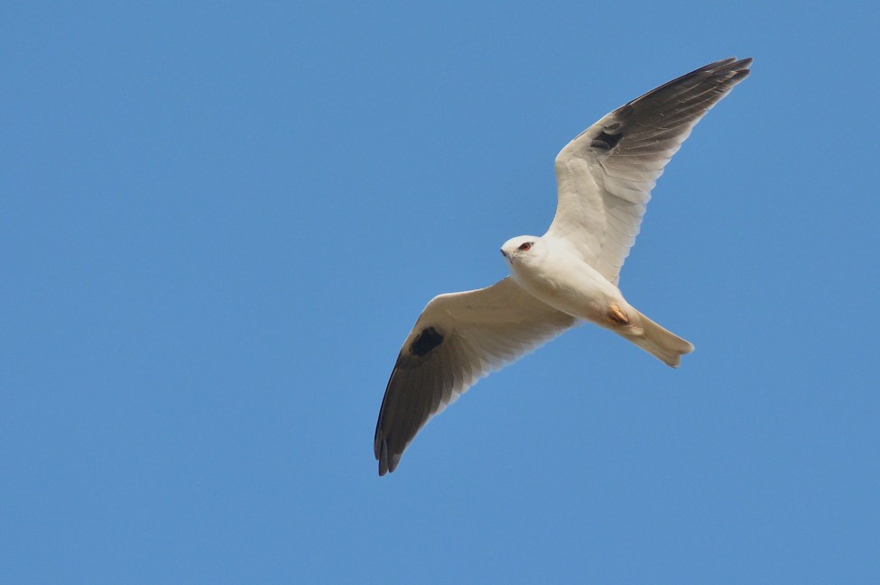 Mouse eye view of the male leaving for a hunt 