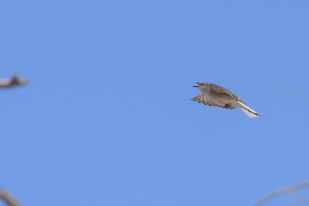 Now that is a pretty determined flight pattern 