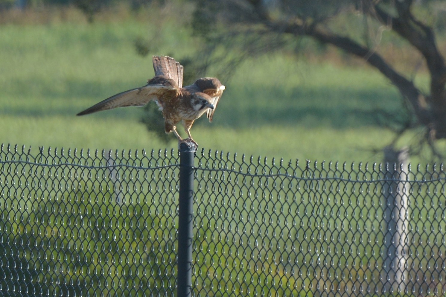 Wing stretch in the sunshine 
