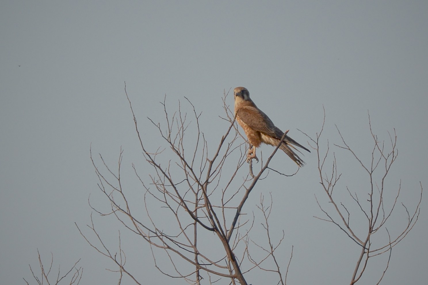 Tree sitting to attract attention