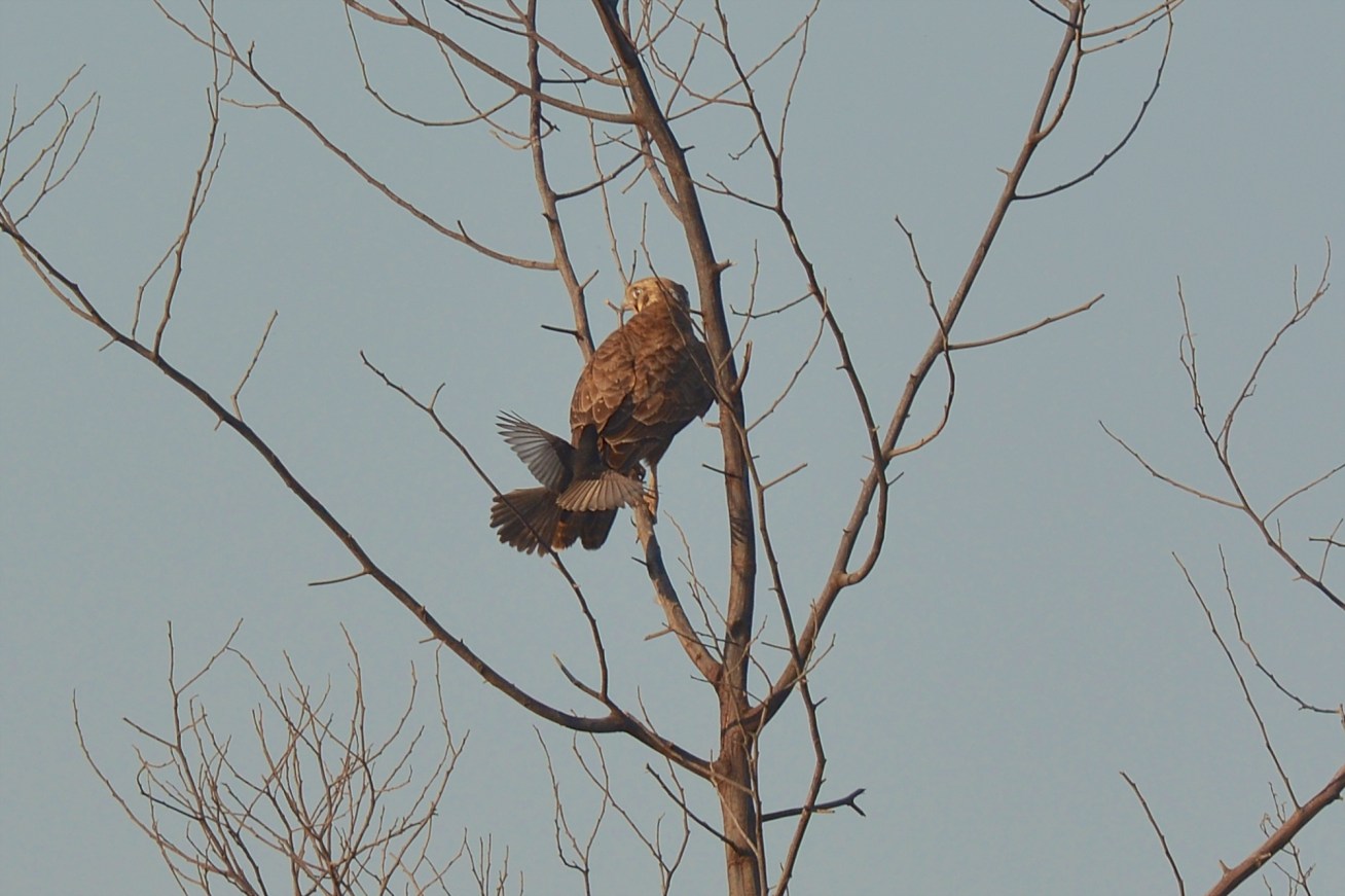 Wagtail sliding down Falcon's back. A pretty well co-ordinated attack.