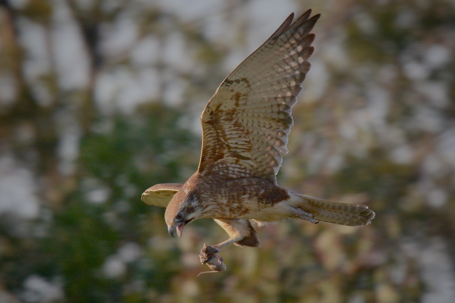 She gets to leave with her nice mouse dinner.  She has just transferred it from beak to leg for the journey back to the nest.  
