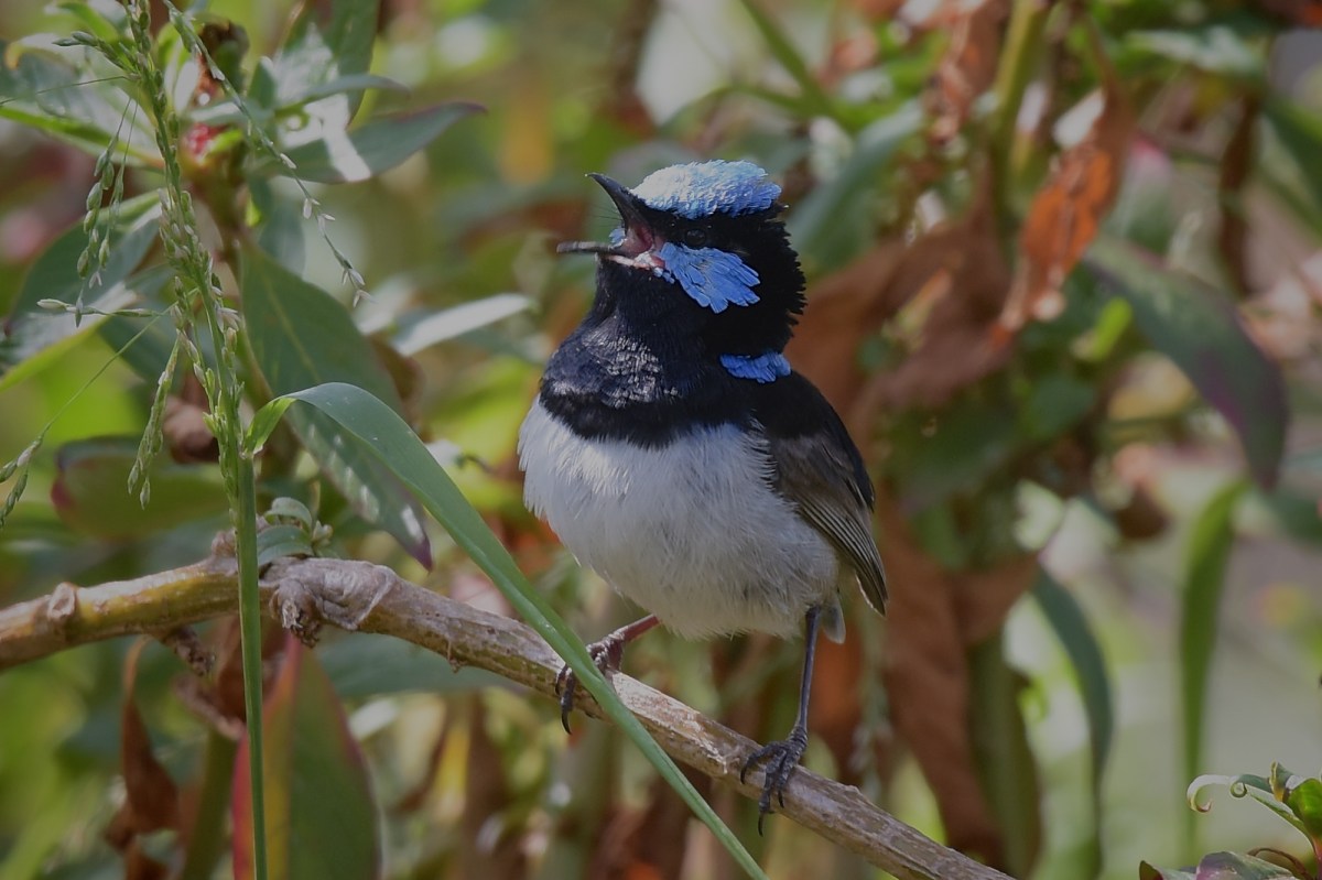 Atta boy Timmy.  Even without a tail, you are still the champion 