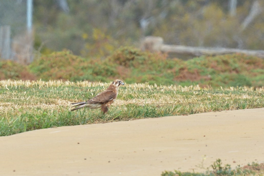 Pondering the right moment of attack. 