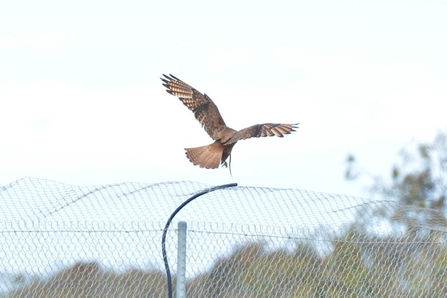 Closest perch is the best.