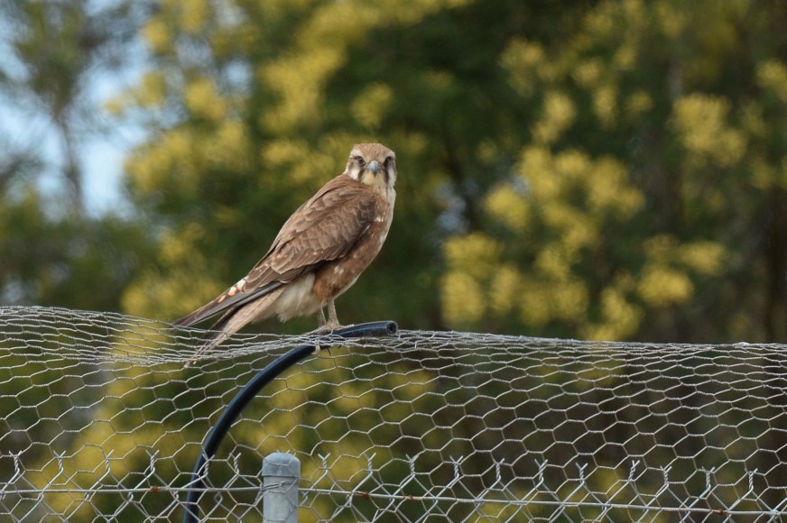 Time for a pose for a photo from his adoring fans and then a break for a little rest 