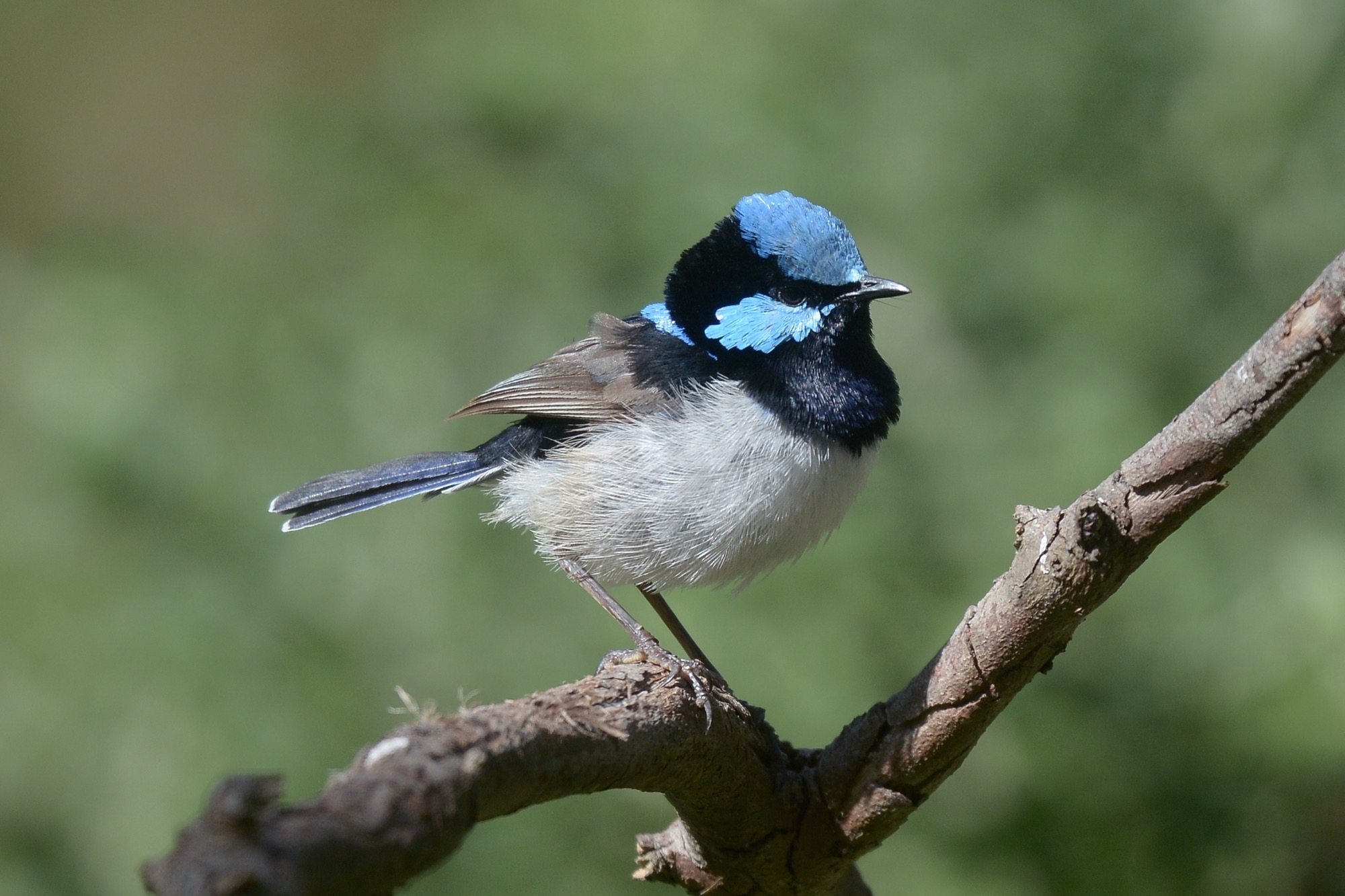 Looking like the real deal now 