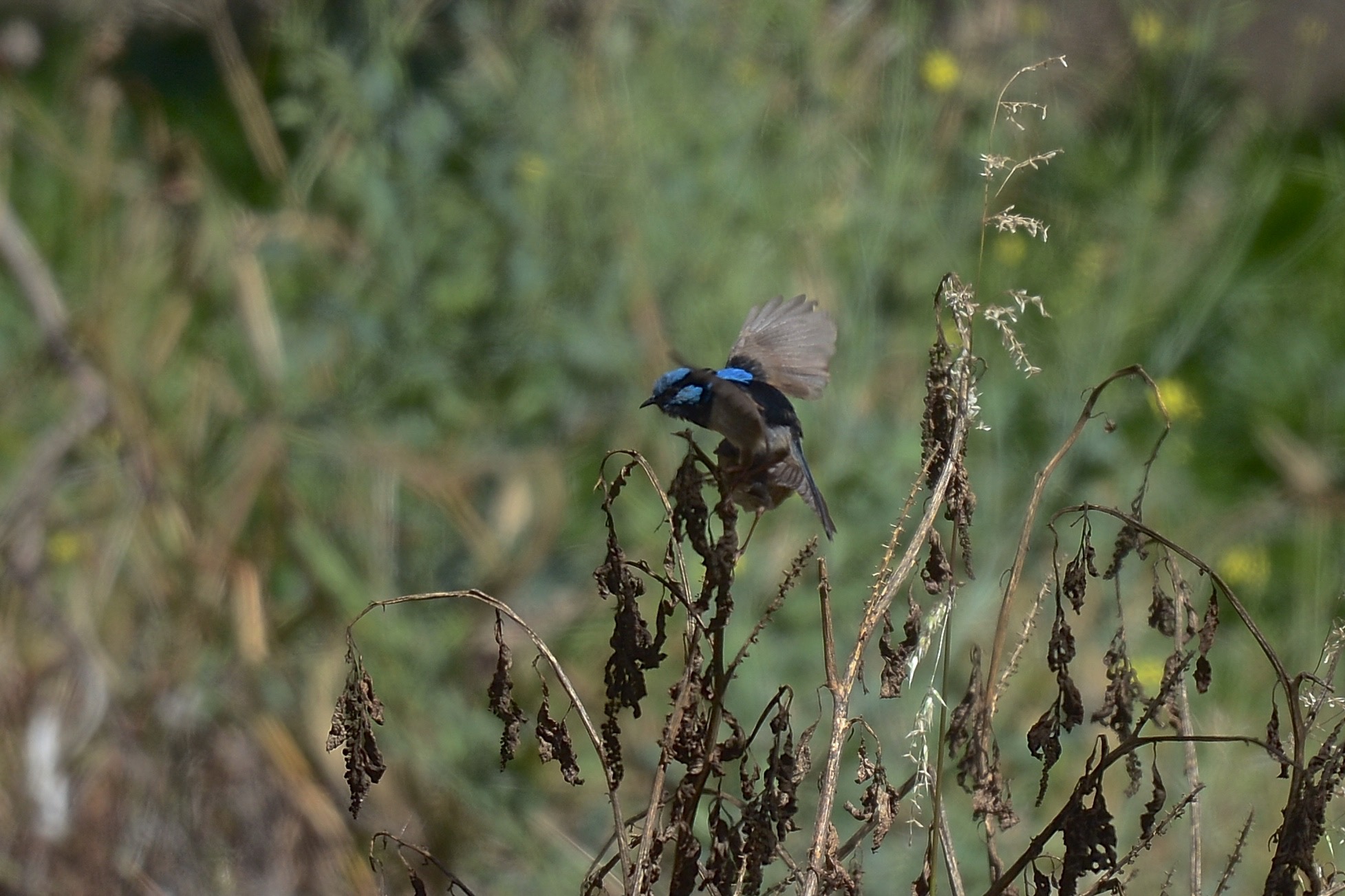 Well Hello!  Tommy shows his stuff 