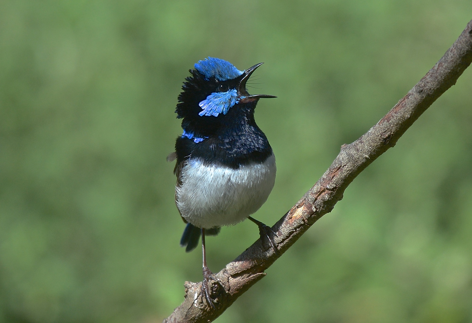 Can you hear me yet!