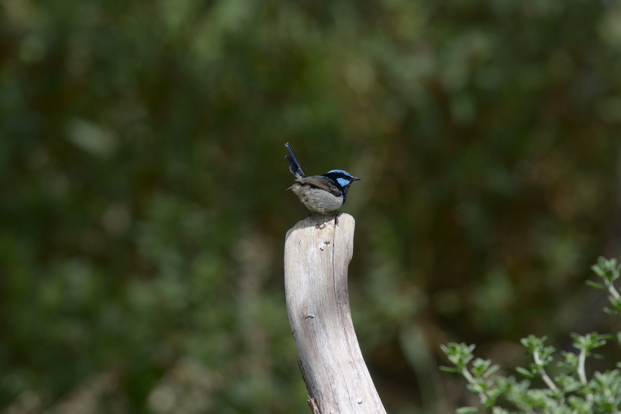 Just a show of the new appendage. This by the way, is the favourite perch by far. 