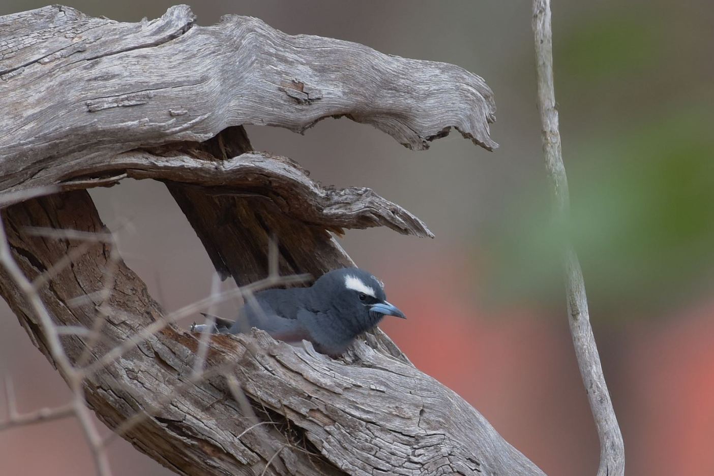 View from the South Side