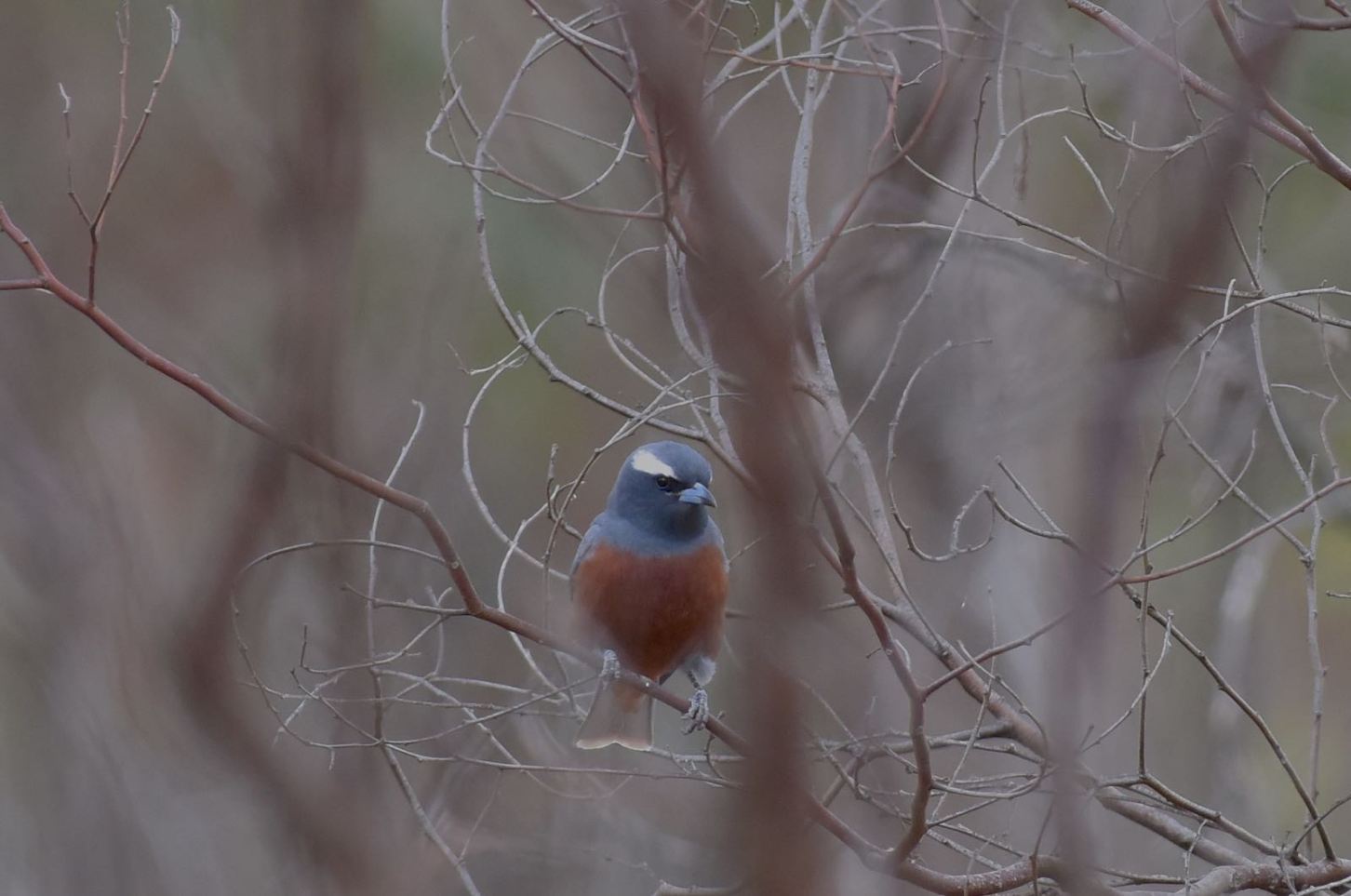 Waiting for its turn to move on to the nest 