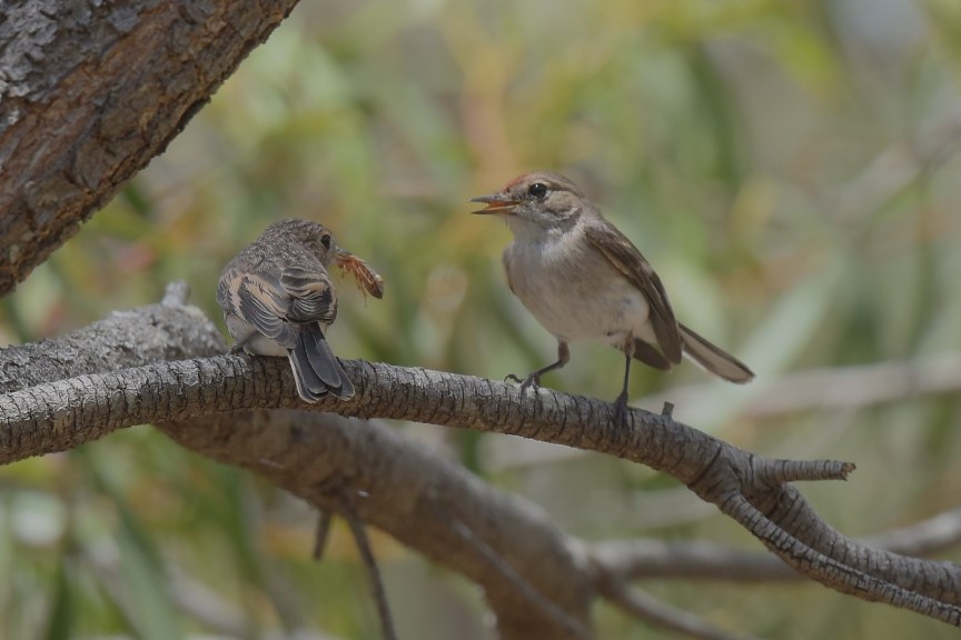 Eat it all up or no dessert
