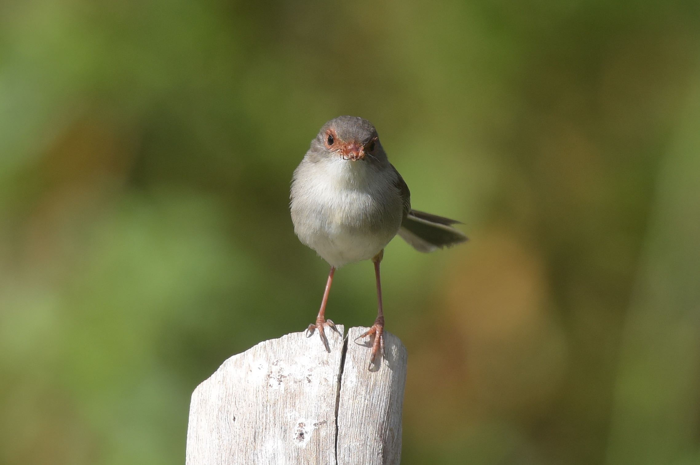 They seem to be quite busy with food delivery to the nest site. 