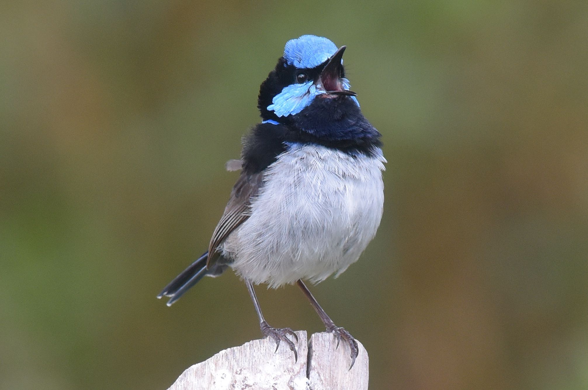 This is the favourite perch. He commands the area from here. 