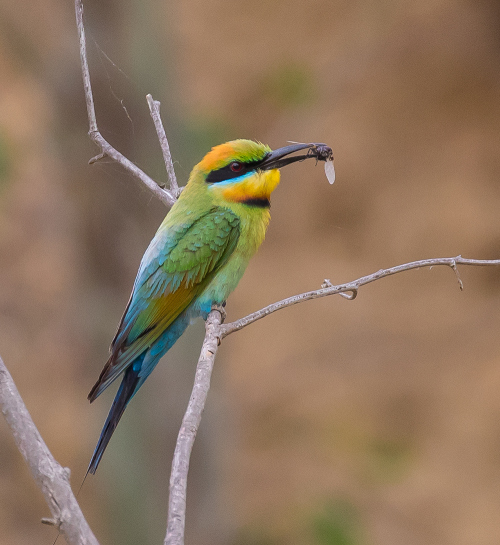 Beeeater1