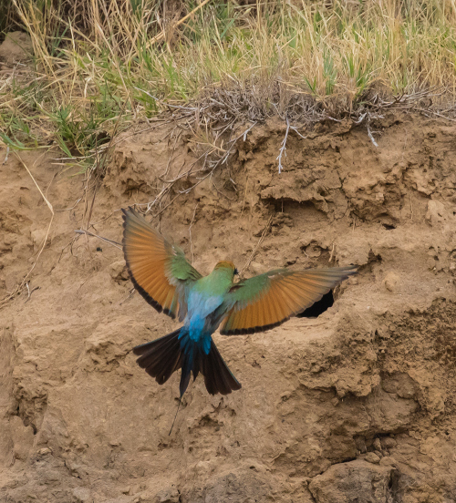 Beeeater3