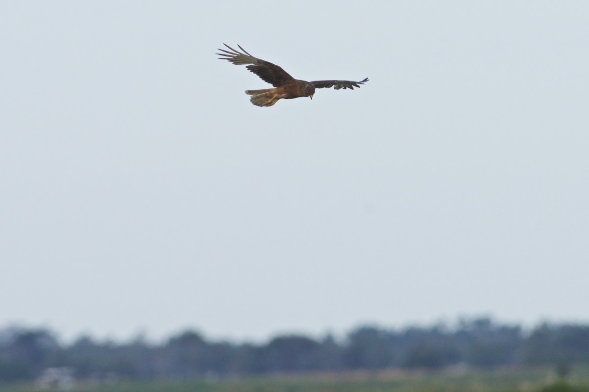 High in the evening breeze. Simply drifting along the reed beds 