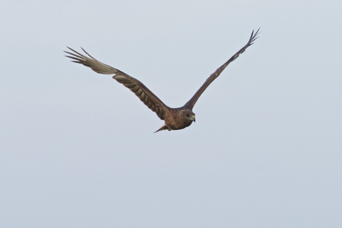 Still engrossed in its mission.