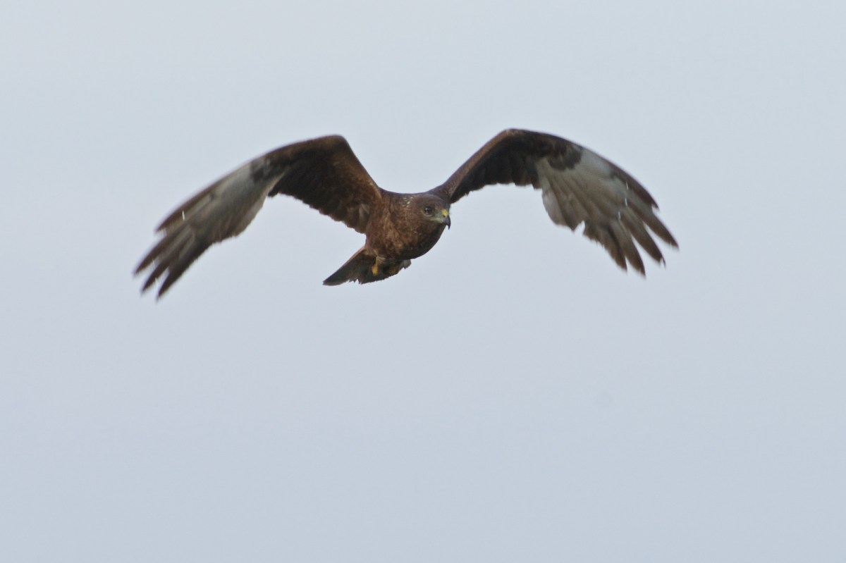 The moment of awareness. I checked the EXIF there is about 1/10th of a second between this and the next shot.