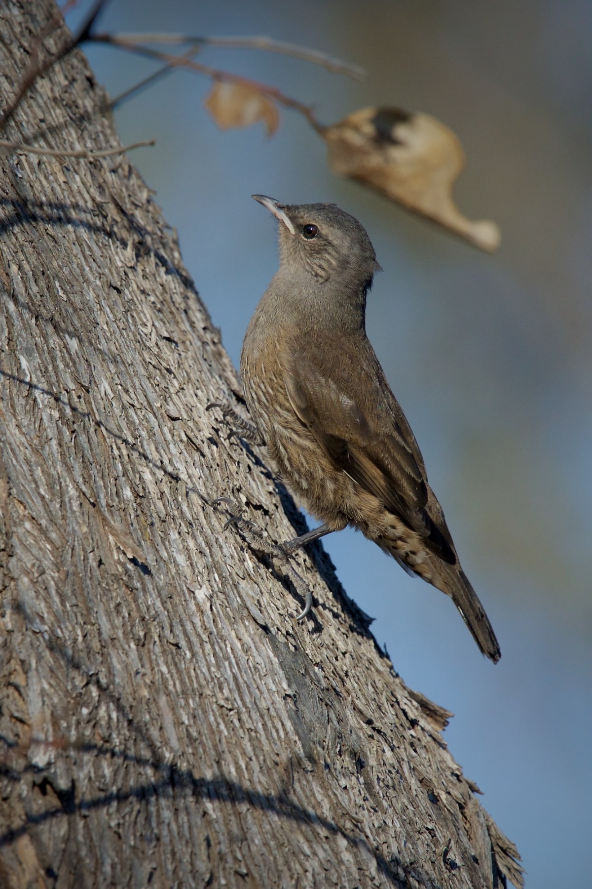 Brown Treecreeper Just 'cause I was feeling 'arty' in the late evening sunshine 