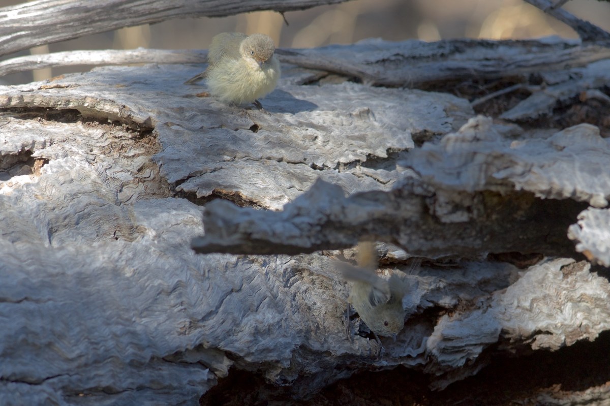 Bold enough now to make the plunge 