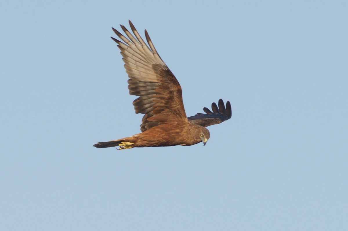 Head down locked on the ground below