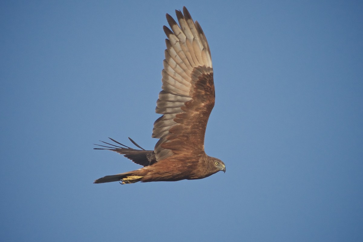 This bird then cut out to sea, and glided past our position before coming back in to continue its journey along the beach scrub 