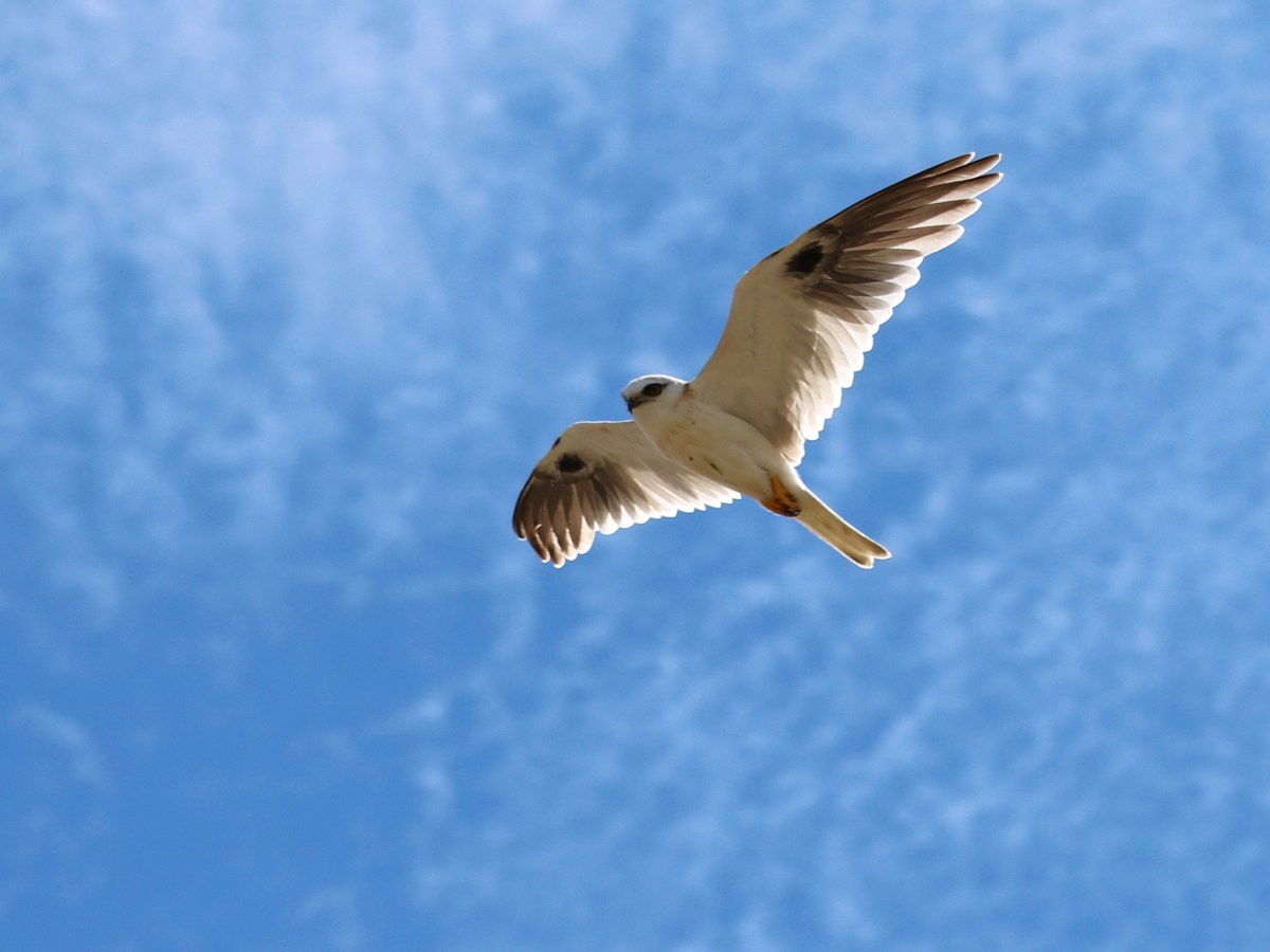 Nina's lovely shot of a Juvenile Black-shouldered Kite. And Sunshine. So jealous. Thanks Nina for sharing
