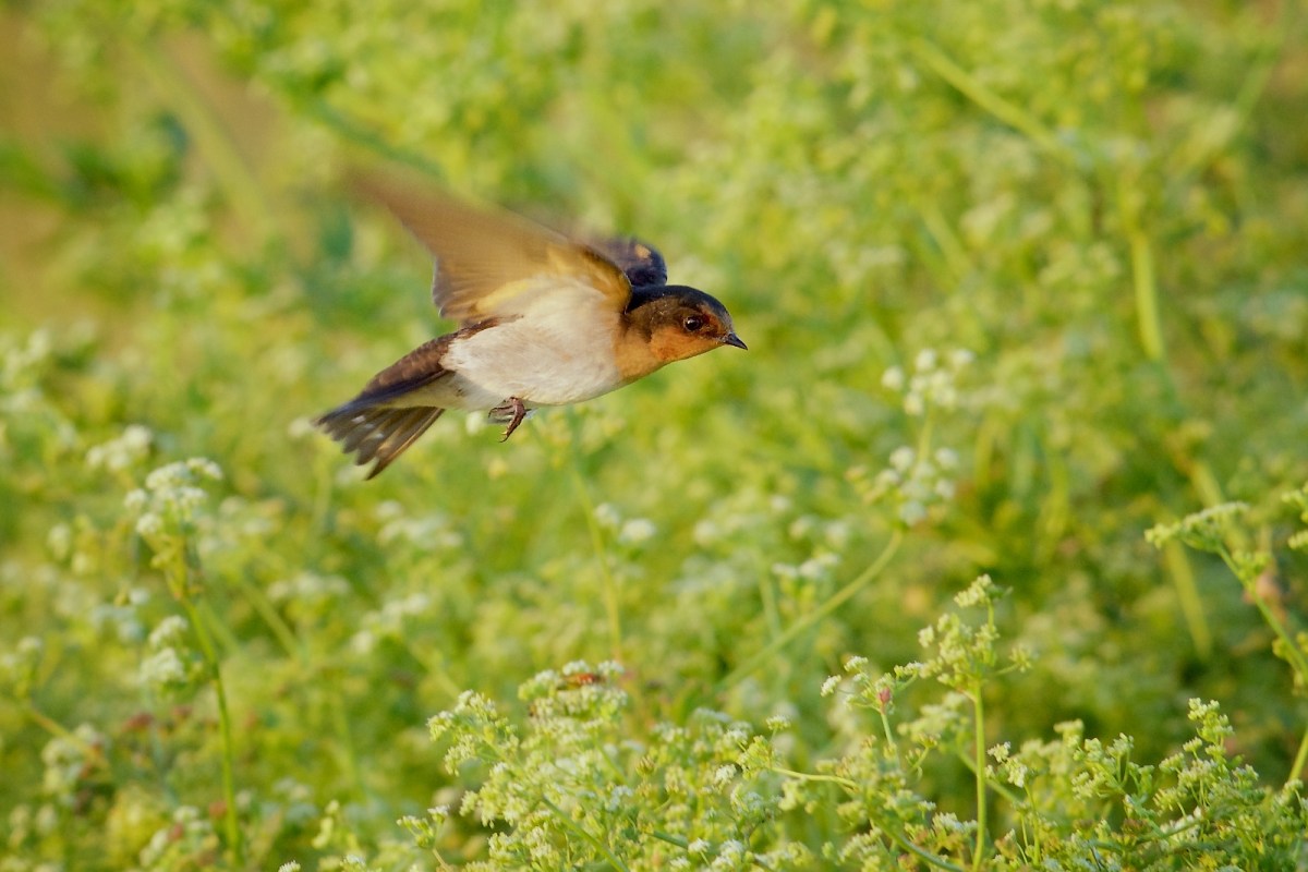 They are flying in and picking insects of the flowers. As the light deteriorated as the sun set, I watched the shutter speed disappear.