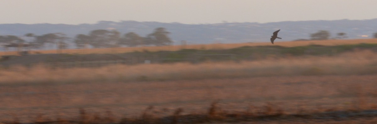 Might have missed the light, but the old dude can still manage to pan successfully! 