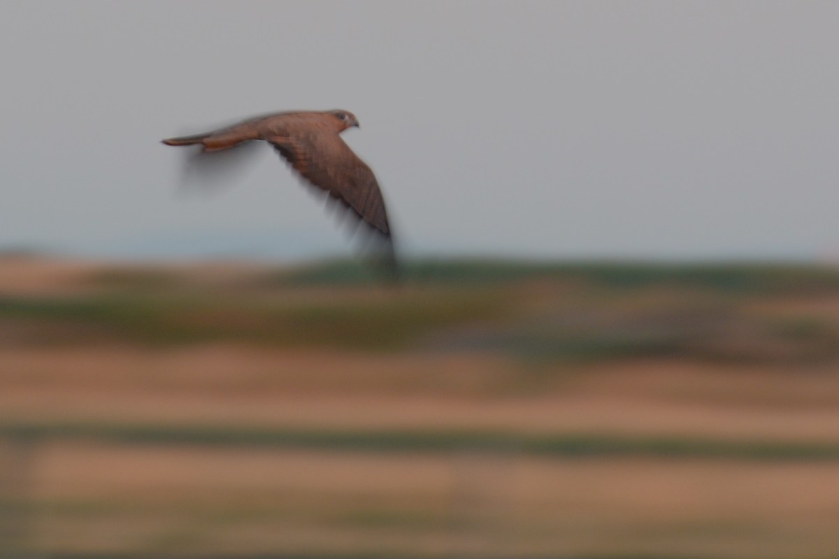 Really, my favourite of the unfortunate series. The wonderful milky smooth backdrop is delicious. 