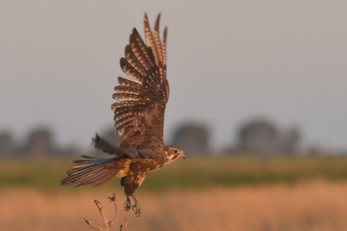 What might have been. Brown Falcon in that light about a week earlier. 