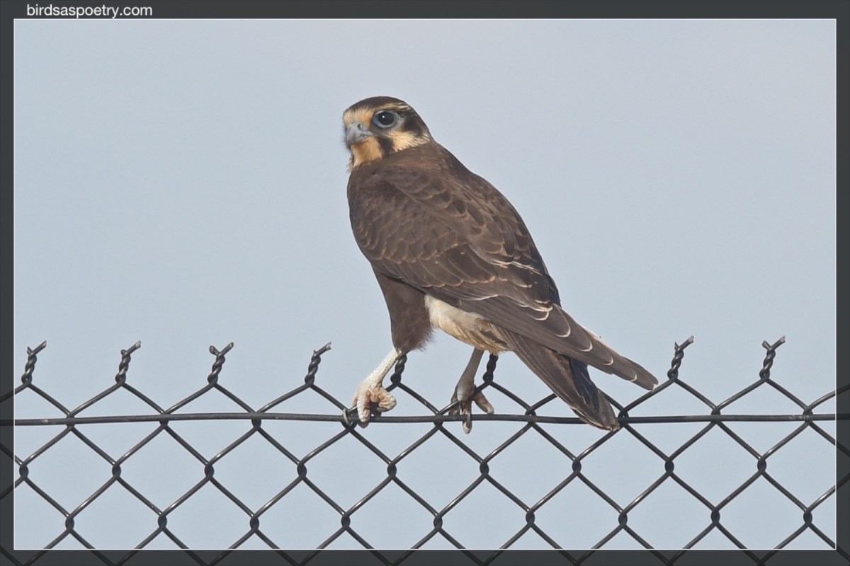 Hello Chip.  Just like your father.  