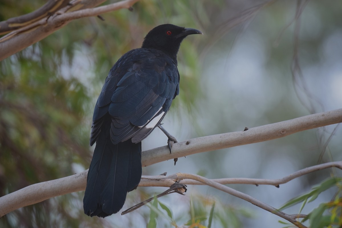Sentry on Guard. If it can get the sentry to accept my presence then the family will settle down. 
