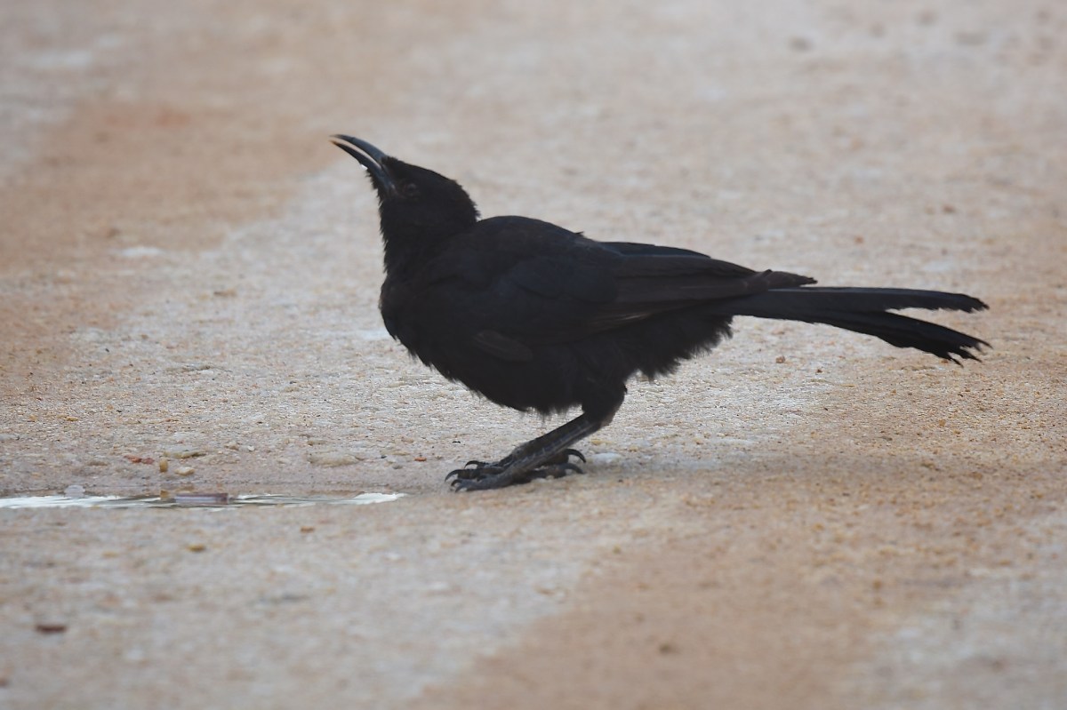 The benefits of settling in a golf course. Plenty of water in pools on the road 