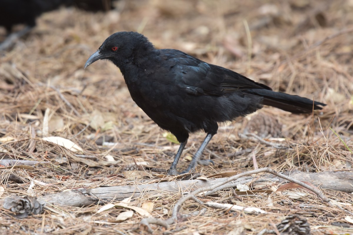 Plenty of food among the damp understory litter. 