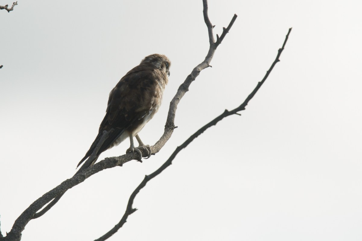 Berne the Brown Falcon