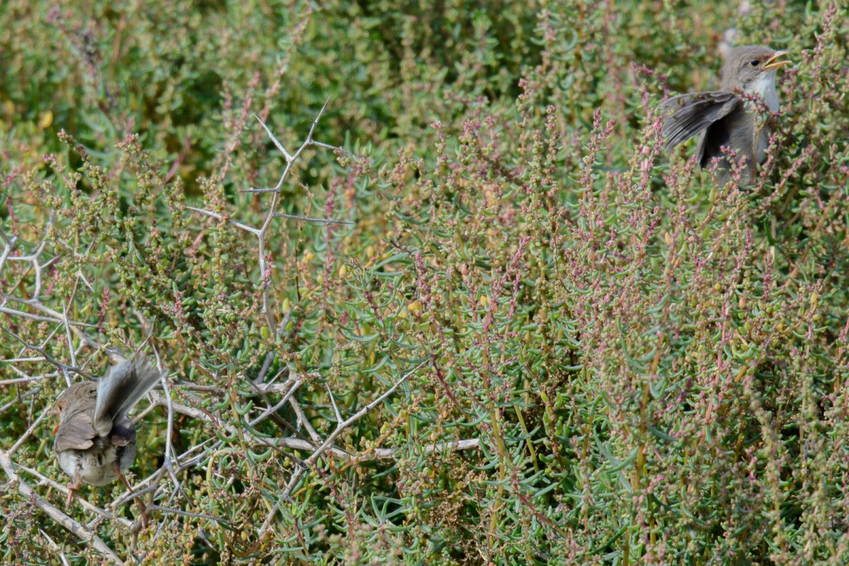 One of the young is just going out of the bush in the top right. 
