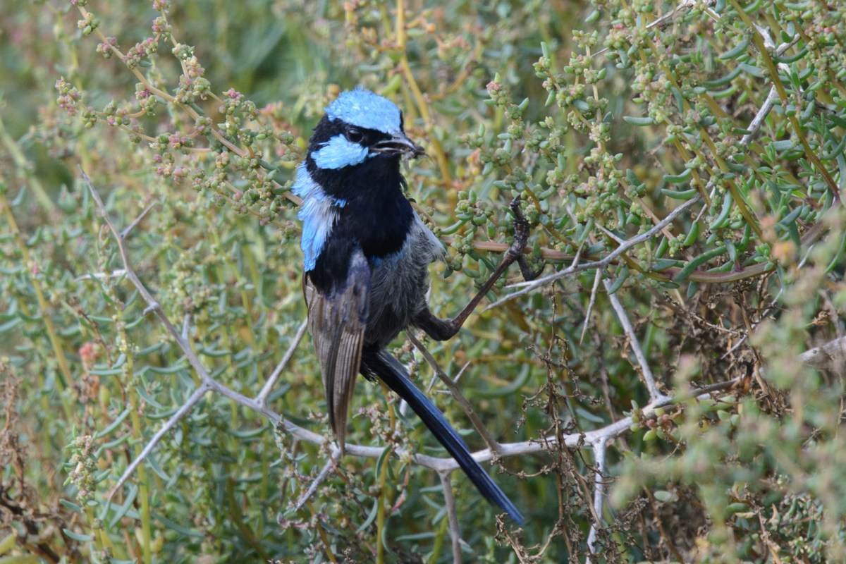 He wa so agitated and very wary at the same time