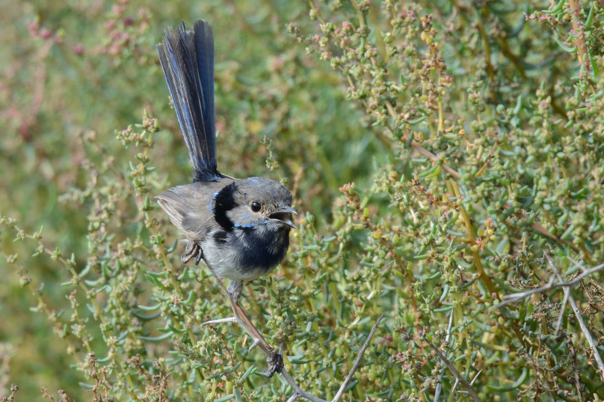Superb Fairywren. This is a helper bird. A male not yet left home.