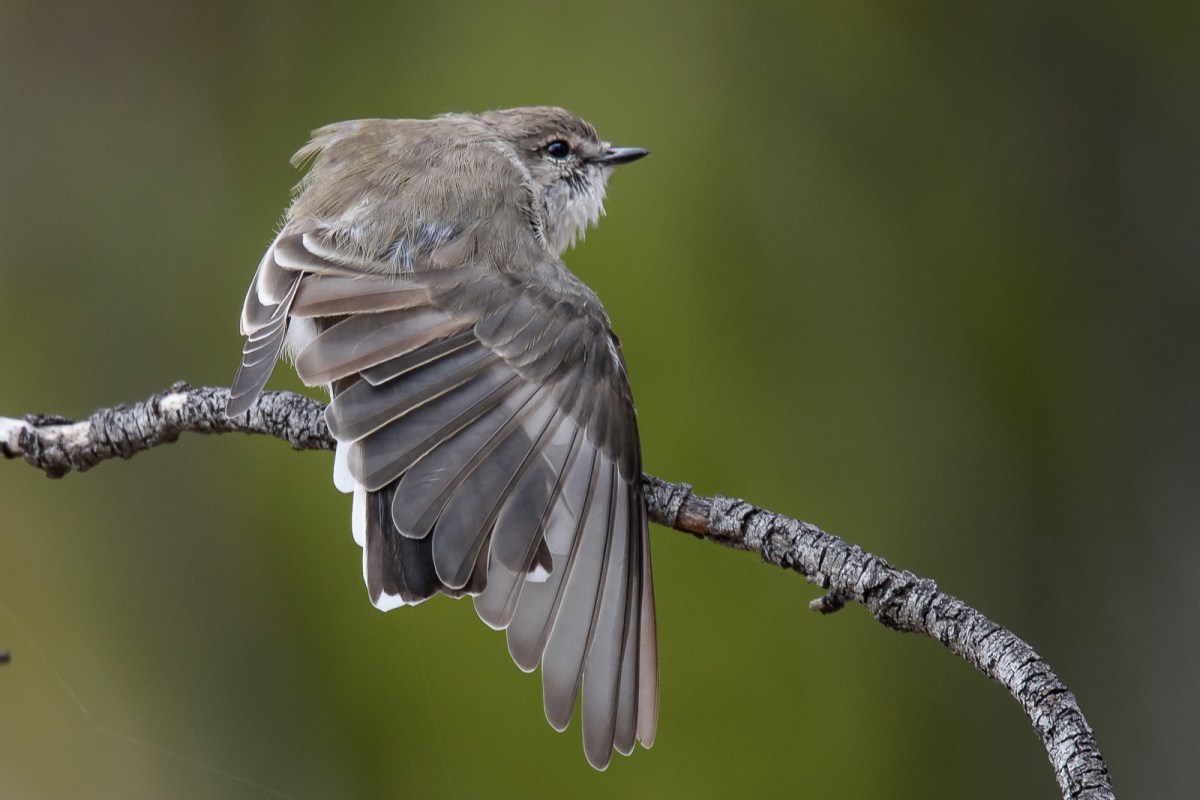 Jacky on a Wing-stretch. The sign of a very relaxed about my presence bird