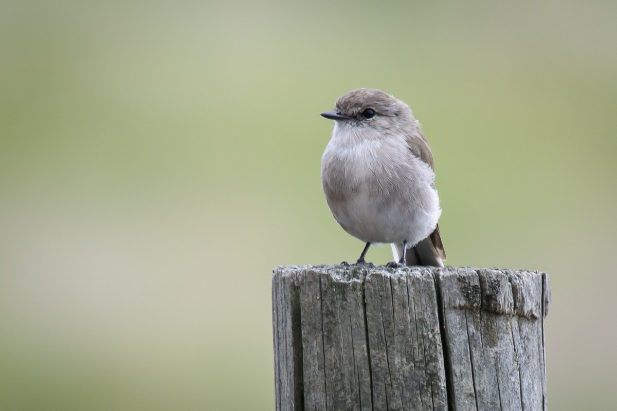 How to make any ordinary post look extraordinary. Put a Lesser Fascinating Bird on it.