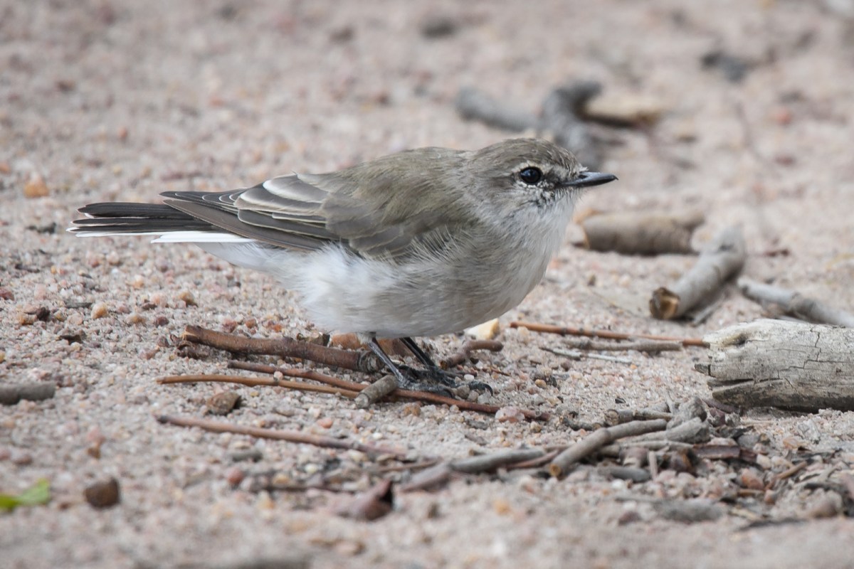 Jacky closeup. I'm sitting on the ground and it came up to my feet