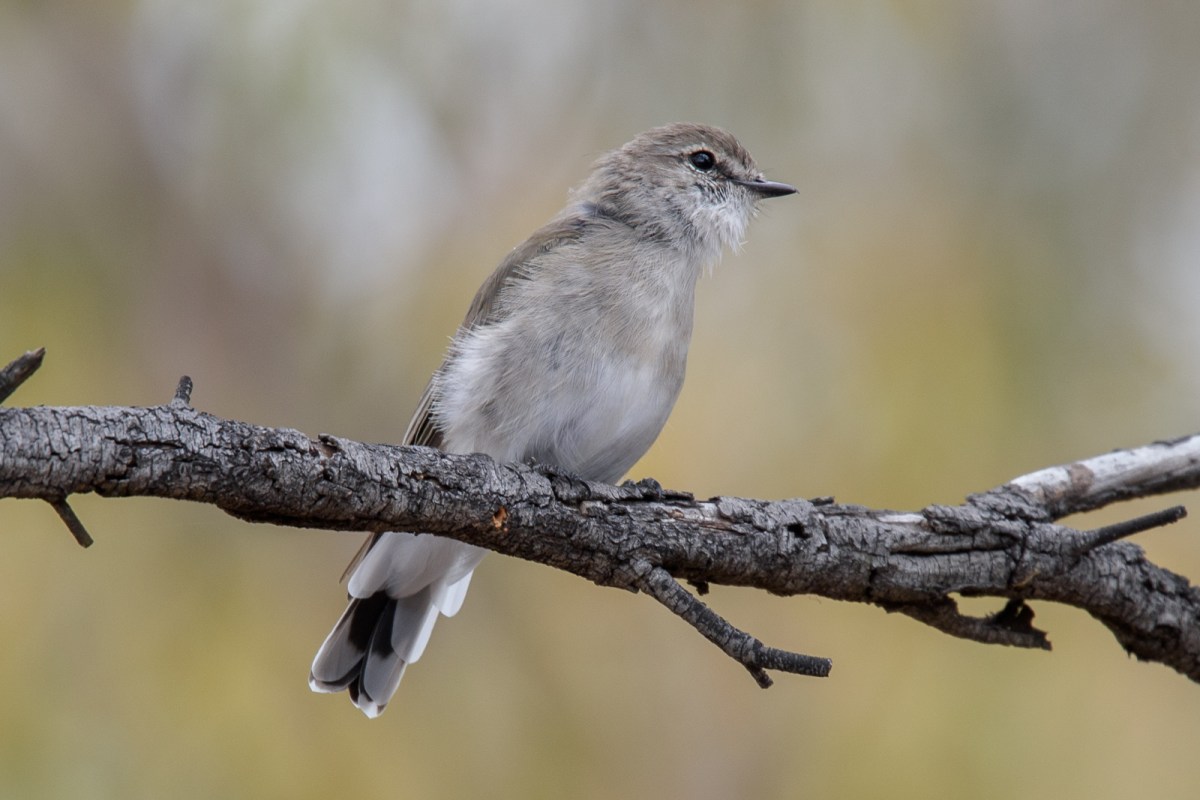 On Dog Alert. It watched the dog come by, and kept it in sight until it was well up the track.