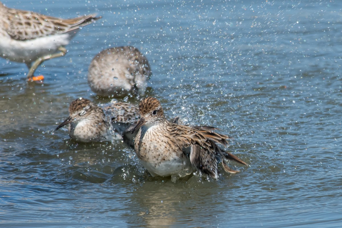 Stepping into the water 
