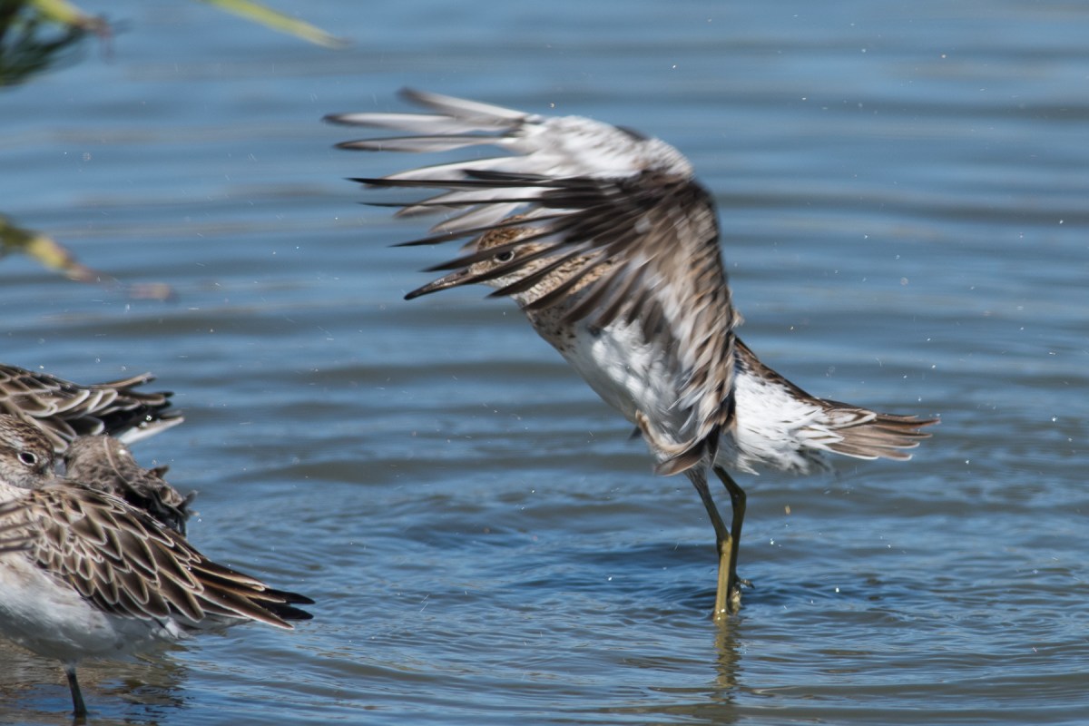 Wing flap to get the bulk of the water off.