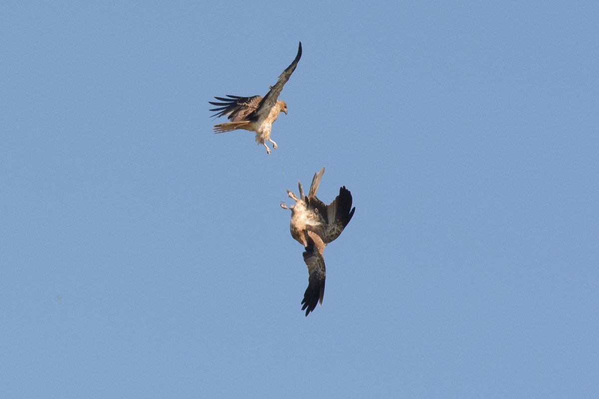 Whistling Kites at play